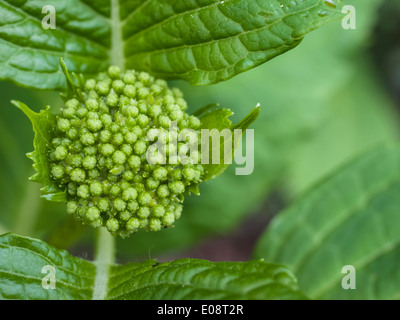 green hydrangea sprout close up Stock Photo