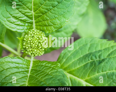 hydrangea sprout Stock Photo