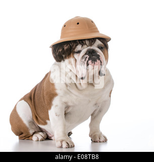 english bulldog wearing safari hat and wig Stock Photo