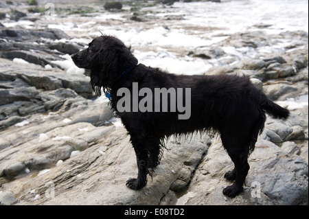 BLACK WORKING COCKER SPANIEL ON ROCKY BEACH Stock Photo