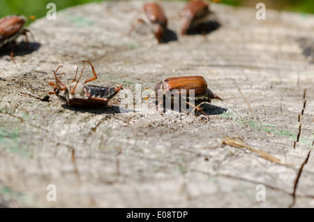old cracked stump edge crawling beetles spread their wings trying to get up in the air Stock Photo