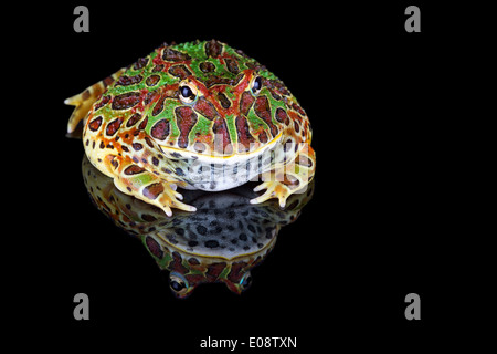 Ornate Horned Frog Stock Photo