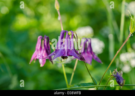 closeup of small bell-shaped purple wild meadow flower covered with morning dew drops. Stock Photo