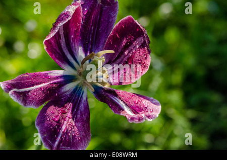 Early morning water dew drops on purple deflorated tulip flower bloom petals move in wind in spring garden. Birds sing. Stock Photo