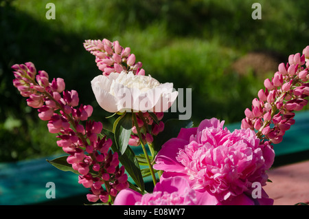 spring flower peony and lupine bouquet on green grass background Stock Photo