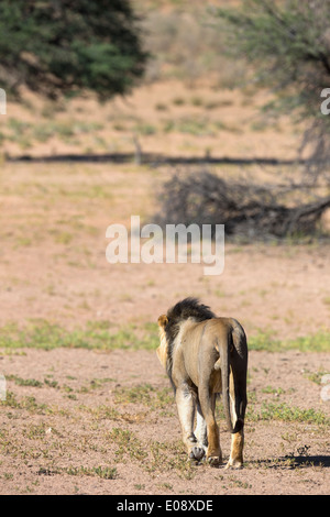 Lion (Panthera leo) walking out of the valley, Kgalagadi Transfrontier Park, Northern Cape, South Africa, February 2014 Stock Photo