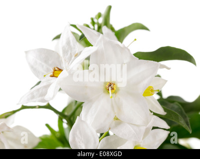Flowering Jasmine (Jasminum) Stock Photo