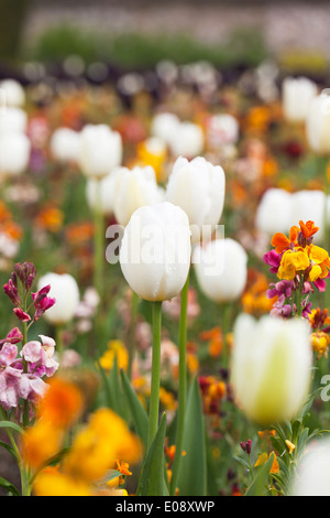 Focus is on a white tulip in a spring multi-coloured garden border in the UK Stock Photo