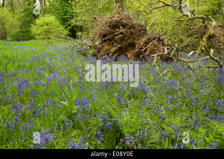 A fallen tree with a carpet of Bluebells in the woods at Lanhydrock House near Bodmin in Mid Cornwall on a spring day. Stock Photo