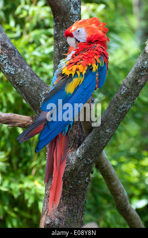 colourful green winged macaw Stock Photo