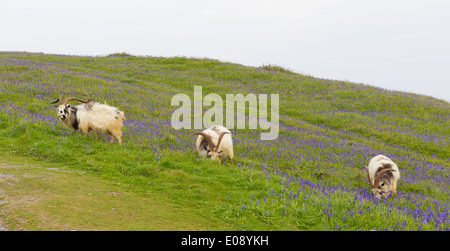 British Primitive goat breed large horns and beard white grey and black with bluebells Stock Photo