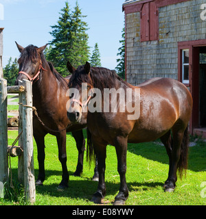 The Canadian horse is a horse breed from Canada that is a strong, well-muscled breed of light horse. Stock Photo