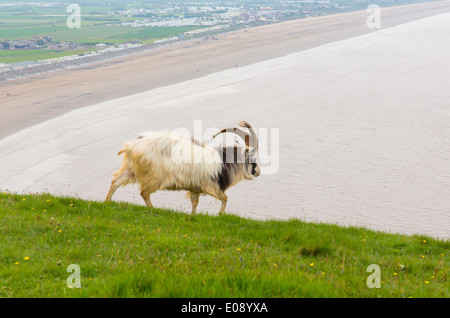 British Primitive goat breed large horns Brean Down Somerset Stock Photo