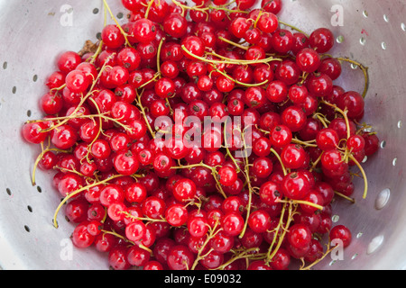 Freshly picked redcurrants from the allotment, UK, summer 2013 Stock Photo