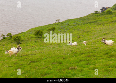 British Primitive goat breed large horns and beard white grey and black Brean Down Somerset England Stock Photo