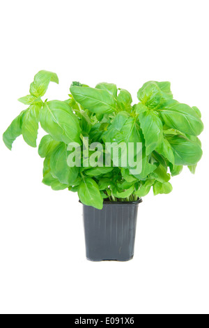 basil in a pot on white background Stock Photo