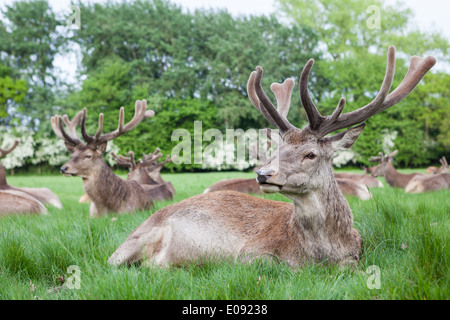 Red Deer in Richmond Park. Stock Photo