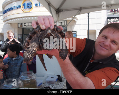 Snapping turtle on display at an Earth Day festival in White Plains, NY, April 26, 2014, © Katharine Andriotis Stock Photo