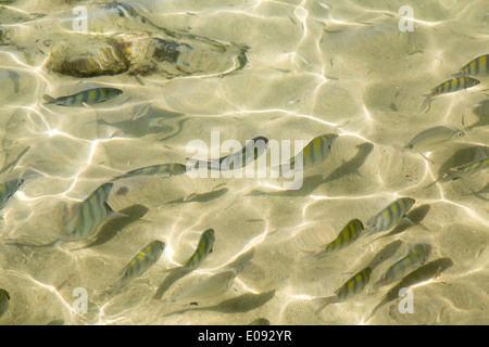 Group of sergeant major (Abudefduf saxatilis) swimming in shallow and transparent water, Bombinhas. Santa Catarina, Brazil Stock Photo