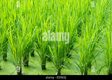 Green rice field background with young rice plants Stock Photo