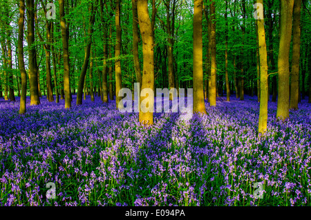 Spring Bluebells in beech woodland, Ashridge Estate England, UK, United Kingdom, Stock Photo