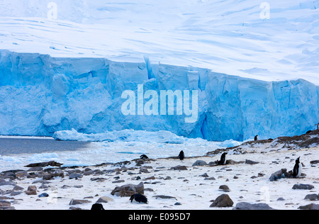 blue ice glacier and penguin colony at Neko Harbour arctowski peninsula Antarctic mainland Antarctica Stock Photo