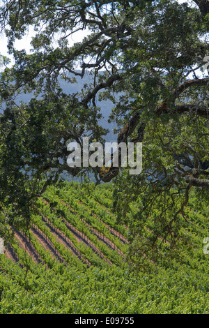 Gnarled Oak Tree and Vineyards Stock Photo