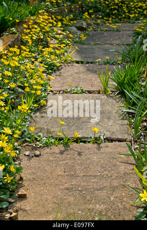Lesser celandine, Ranunculus ficaria, encroaching on a garden pathway. Stock Photo