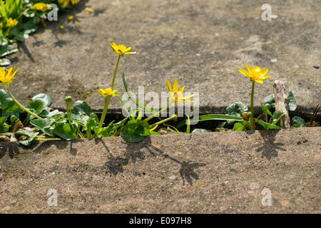 Lesser celandine, Ranunculus ficaria, encroaching on a garden pathway. Stock Photo