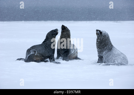 three fur seals play fighting in snowstorm whalers bay deception island Antarctica