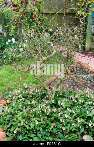 Russian comfrey, Symphytum × uplandicum, growing under contorted hazel, Stock Photo