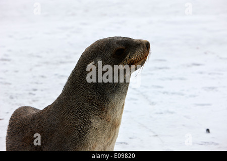 juvenile fur seal hannah point Antarctica