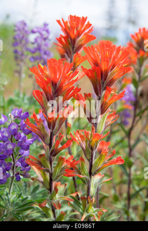 Red Indian Paintbrush Wildflowers Blooming Along Columbia River Gorge in Springtime Closeup Macro Stock Photo