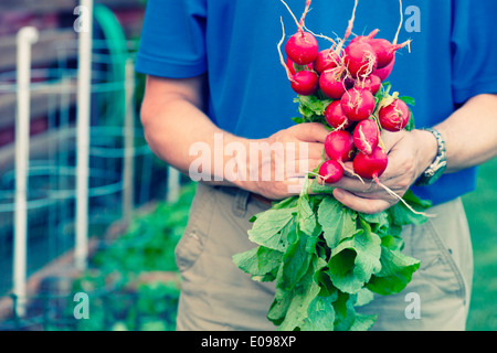 Fresh radishes Stock Photo