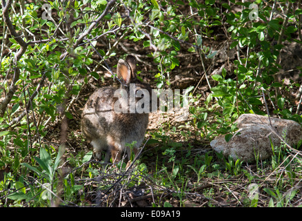 An eastern cottontail rabbit (Sylvilagus floridanu) in the bushes at Lady Bird Johnson Wildflower Center. Austin, Texas, USA. Stock Photo
