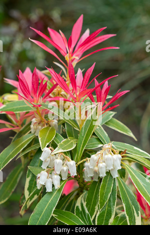 Pieris japonica, Andromeda, Lily of the Valley Shrub Stock Photo