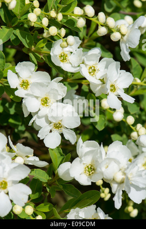 Exochorda x Macrantha - The Bride Stock Photo