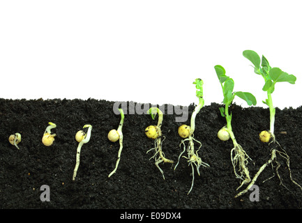 Germination pea sprout in soil Stock Photo