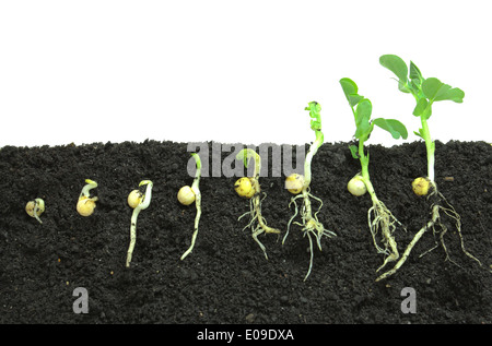 Pea sprouts germinating in soil Stock Photo