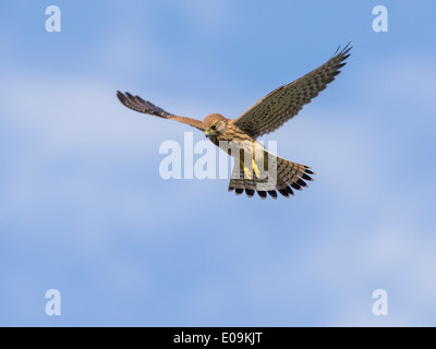 common kestrel, falco tinnunculus Stock Photo