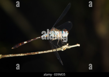 Dragonfly (Aeshna sp) at rest, La Milpa, Belize Stock Photo