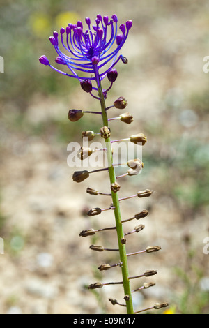 perennialor Leopoldia comosa Stock Photo