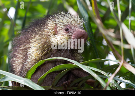 Mexican hairy dwarf porcupine (Sphiggurus mexicanus) Stock Photo