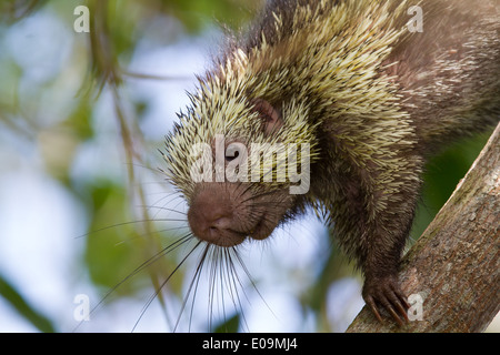 Mexican hairy dwarf porcupine (Sphiggurus mexicanus) Stock Photo