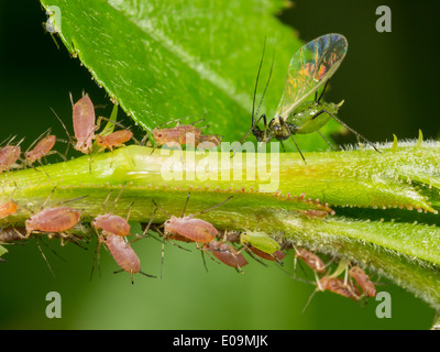 winged aphid on rosa Stock Photo