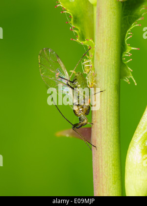 winged aphid on rosa Stock Photo