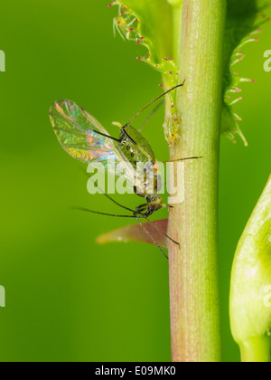 winged aphid on rosa Stock Photo