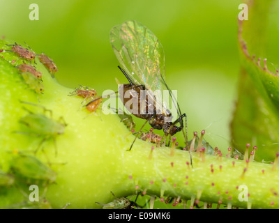 winged aphid on rosa Stock Photo