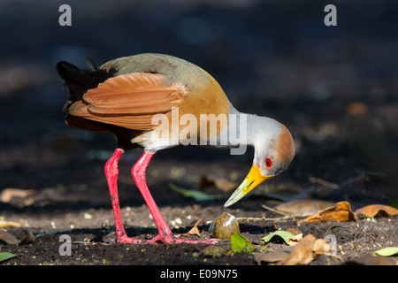 Grey-necked Wood-rail (Aramides cajanea) Stock Photo