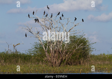 Neotropic Cormorants (Phalacrocorax brasilianus) roosting on a dead tree Stock Photo